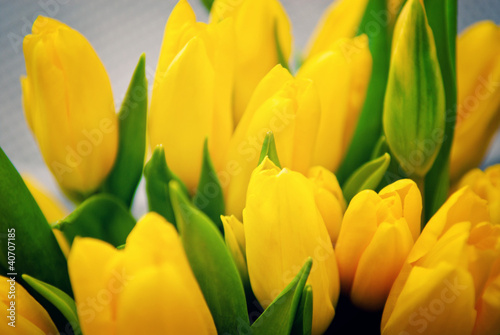 Bouquet of yellow tulips.