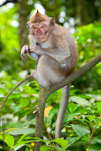 Sacred monkey Forest in Ubud, Bali photo