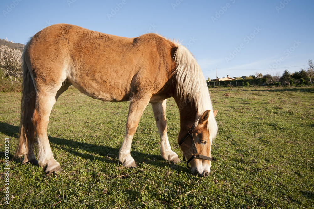 Obraz premium cavallo