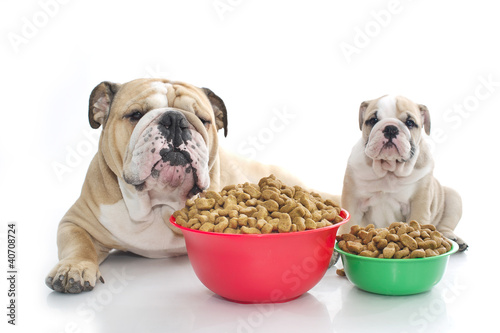 English bulldog puppy with dry food