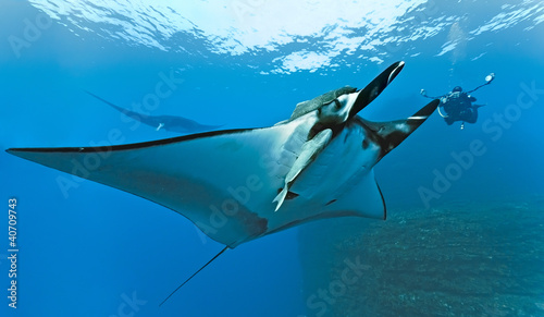 Manta and photographer on the reef