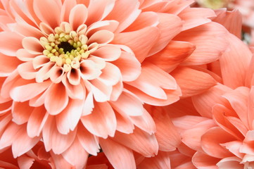 Fototapete Macro Rosa Aster in zarter Detailaufnahme  © fullempty