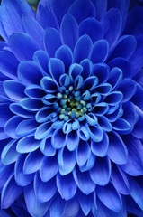 Fototapete Macro Blaue Aster in zarter Nahaufnahme  © fullempty