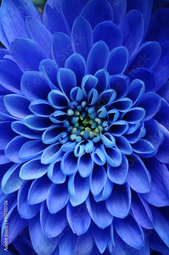 Obraz Zamknij się niebieski kwiat: aster z niebieskimi płatkami