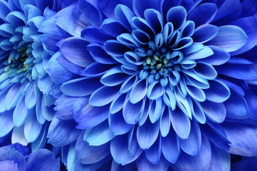 Fototapete Macro Blaue Asternblüte als Makroaufnahme  © fullempty