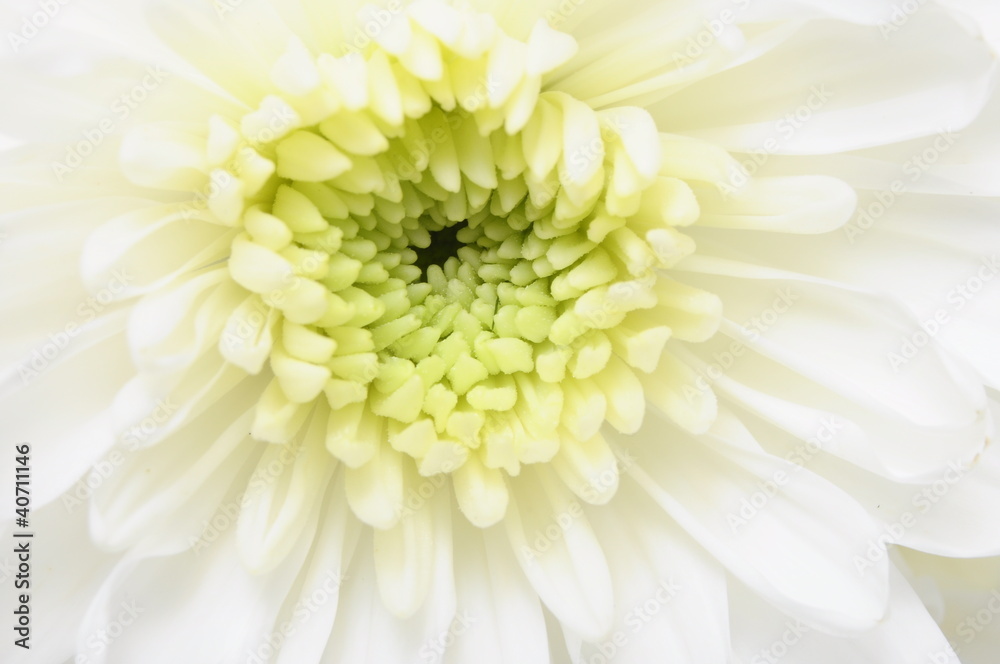 Foto auf Acrylglas mit Nahaufnahme der weißen Blume: Aster mit weißen Blütenblättern #40711146