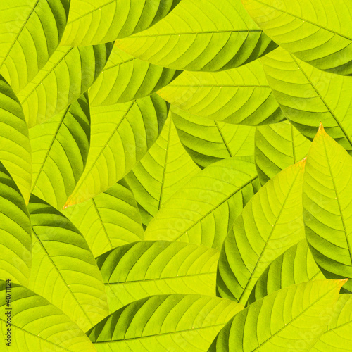 Green leafs for background