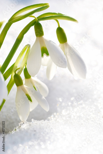 Spring snowdrop flowers #40713322