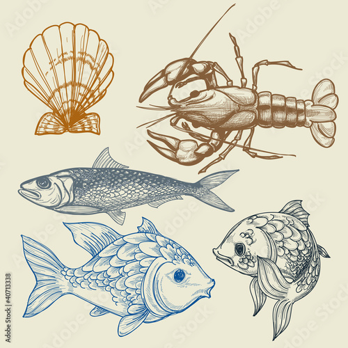 Fish, lobster, shell vector set