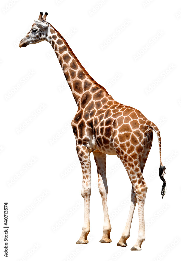 giraffe isolated