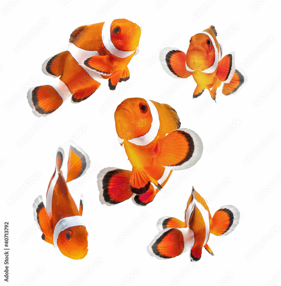 Naklejka premium clown fish or anemone fish isolated on white background