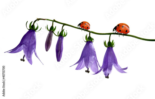 Fényképezés bell flowers with ladybug isolated on white background