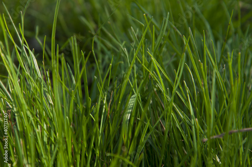 Green grass Lawn texture background