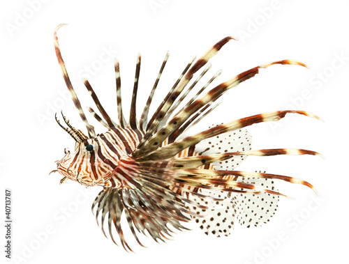Canvastavla marine fish, lion fish isolated on white background