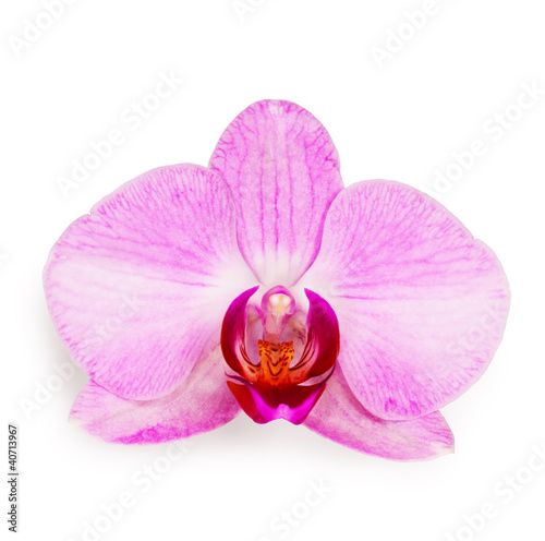 Purple phalaenopsis orchid