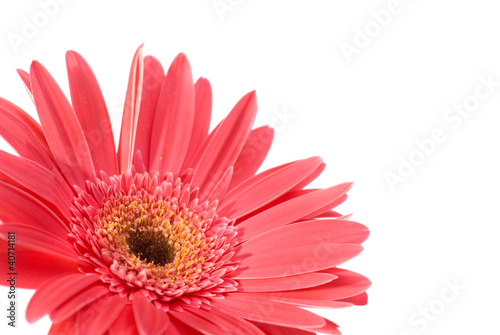 Red flower gerbera