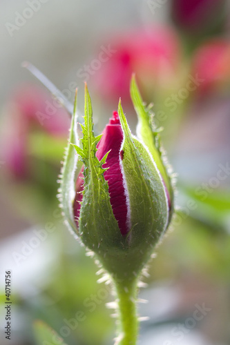 Rosenknospe - rosebud