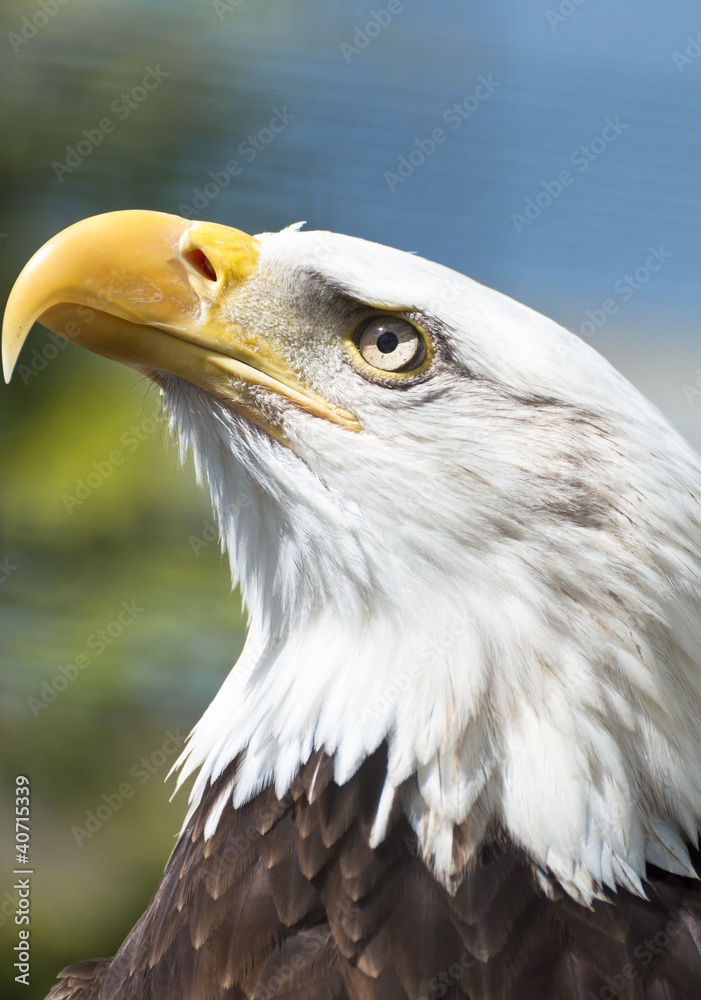 Fototapeta premium Bald eagle
