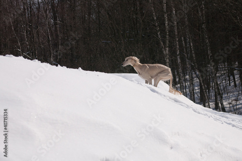 Running saluki