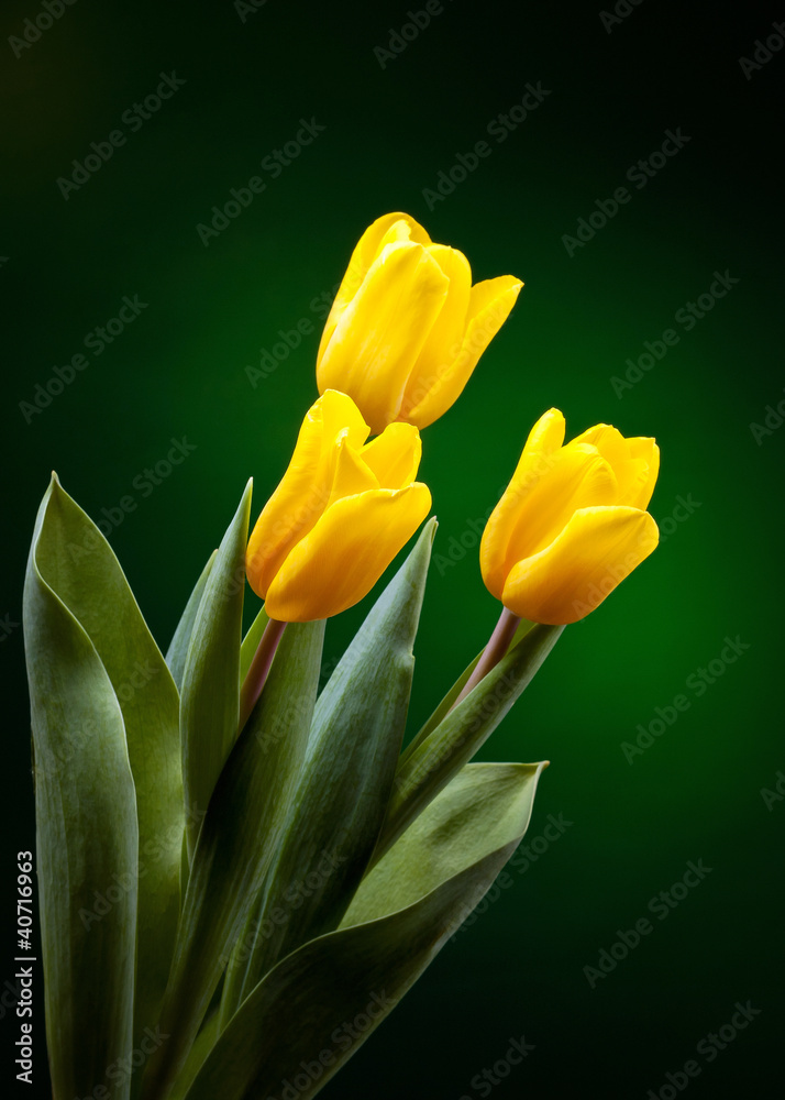 yellow tulip on dark green background yellow tulip on dark green background