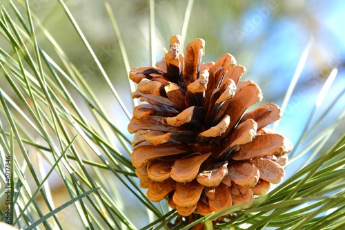 Cone pine on tree photo