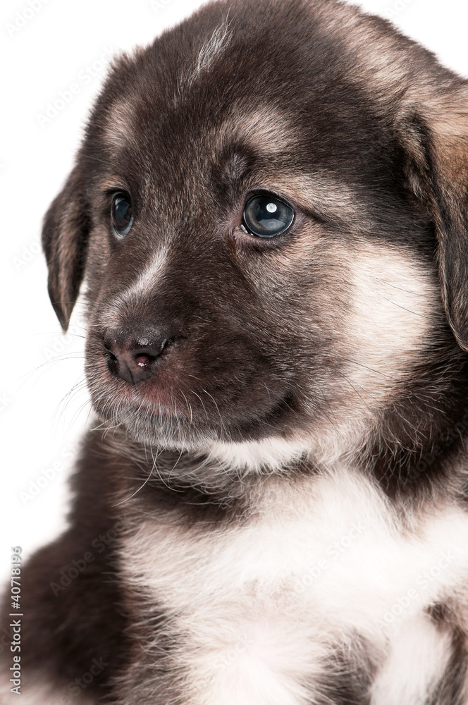 Obraz premium Cute puppy