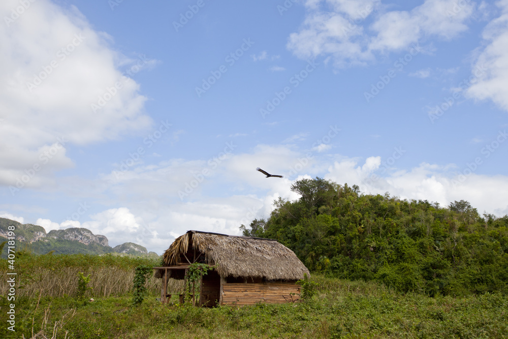 Vinales Tobacco plantation, Cuba Vinales Tobacco plantation, Cuba