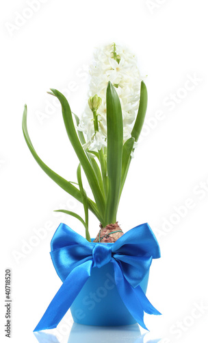 beautiful white hyacinth in blue flowerpot isolated on white