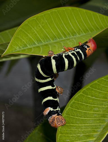 Frangipani caterpillar on leaf