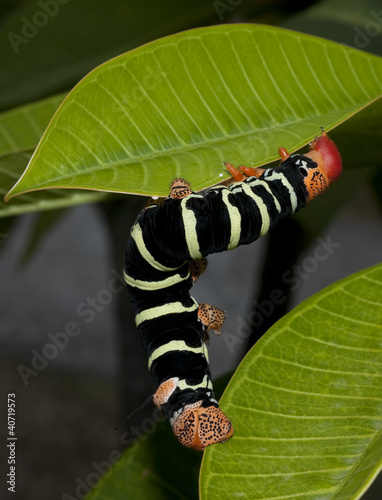 Frangipani caterpillar on leaf photo