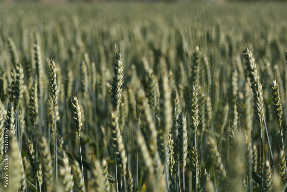 Wheat field