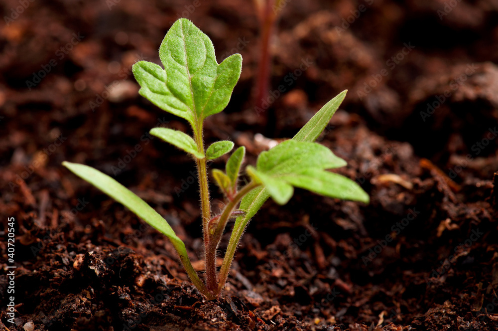 Green seedling