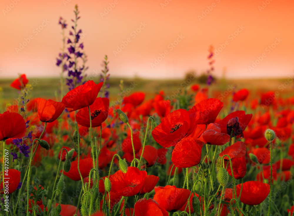 Field of poppies on a sunset - obrazy, fototapety, plakaty 
