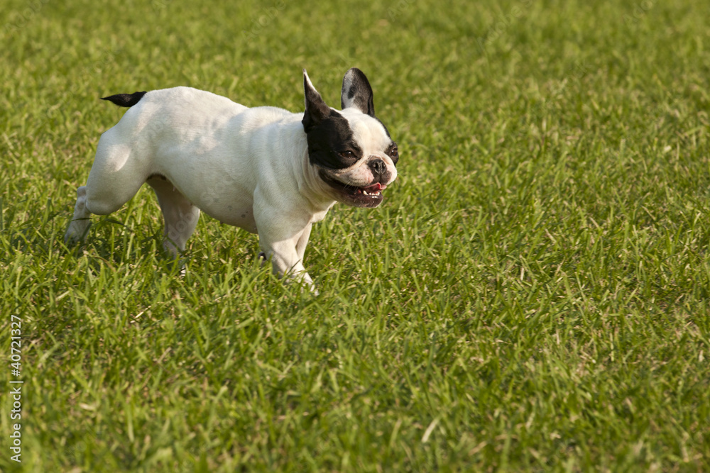 French Bulldog playing fetch in a park.