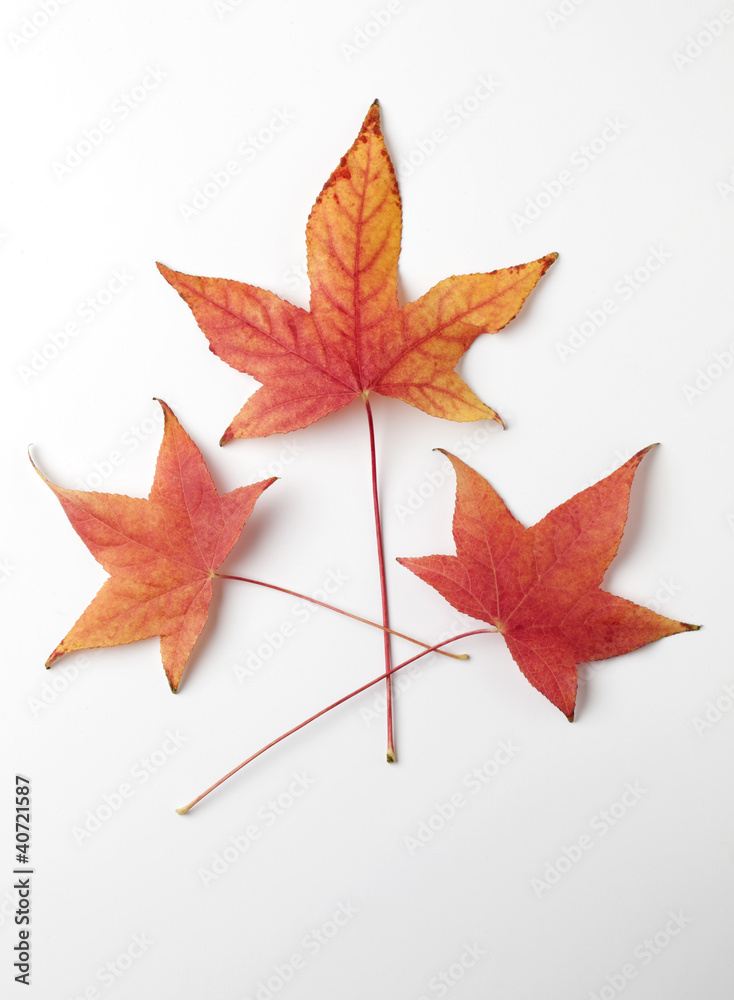Group of Red/Orange Liquidambar Tree Leaves Group of Red/Orange Liquidambar Tree Leaves