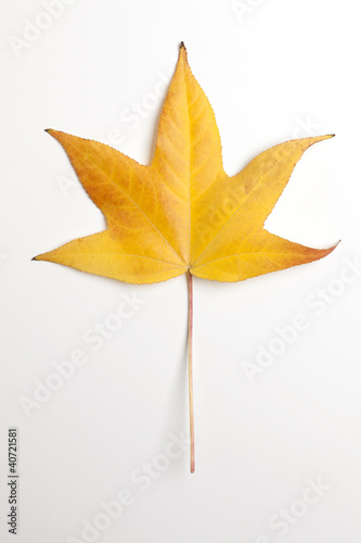 Single Yellow Liquidambar Tree Leaf on White