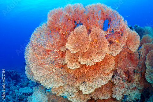 Fototapeta Naklejka Na Ścianę i Meble -  Hickson's fan coral