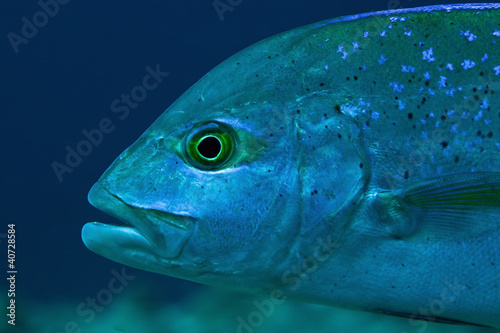 portrait of blue-fin trevally (Caranx melampygus), Maldives