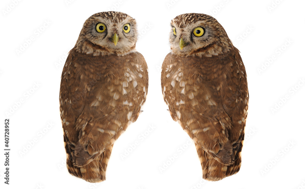 Fototapeta premium owl