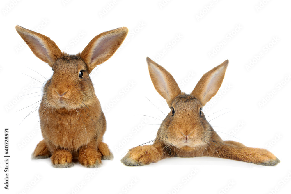 Brown Rabbit Brown Rabbit