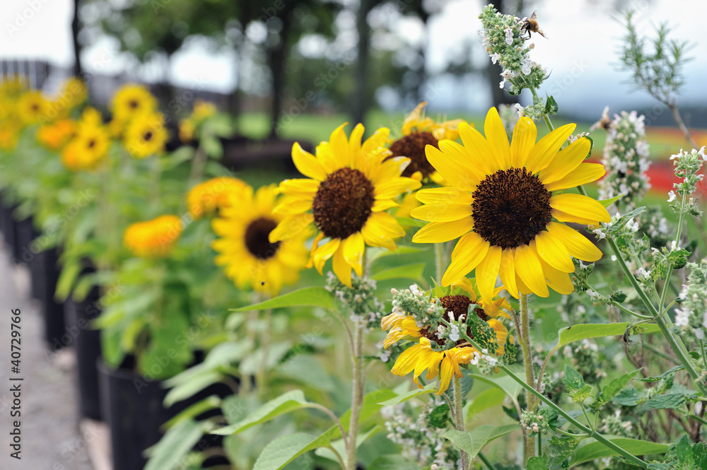 Naklejka premium ひまわりのグループ