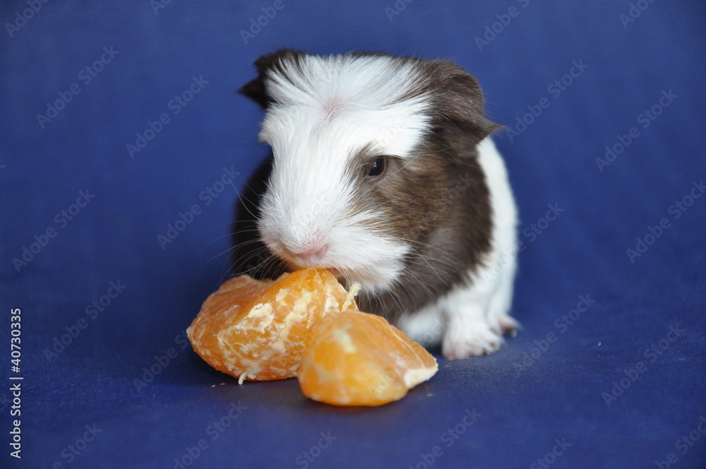 Cochon D Inde Bebe Poils Longs Shelty Havane Et Blanc Stock Photo Adobe Stock
