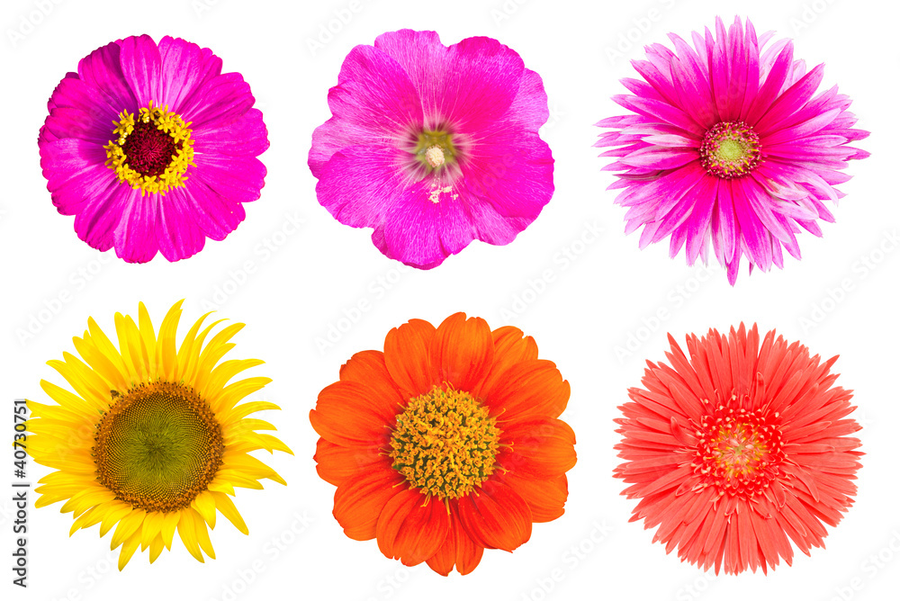 many flowers on the white background many flowers on the white background