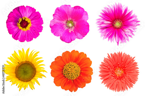 many flowers on the white background