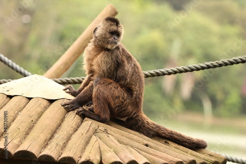 Macaco caiarara photo