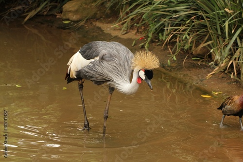 Grou coroado photo