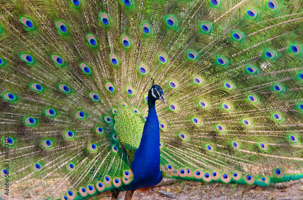 Obraz premium An Indian peafowl is spreading it's tail-feathers to the female