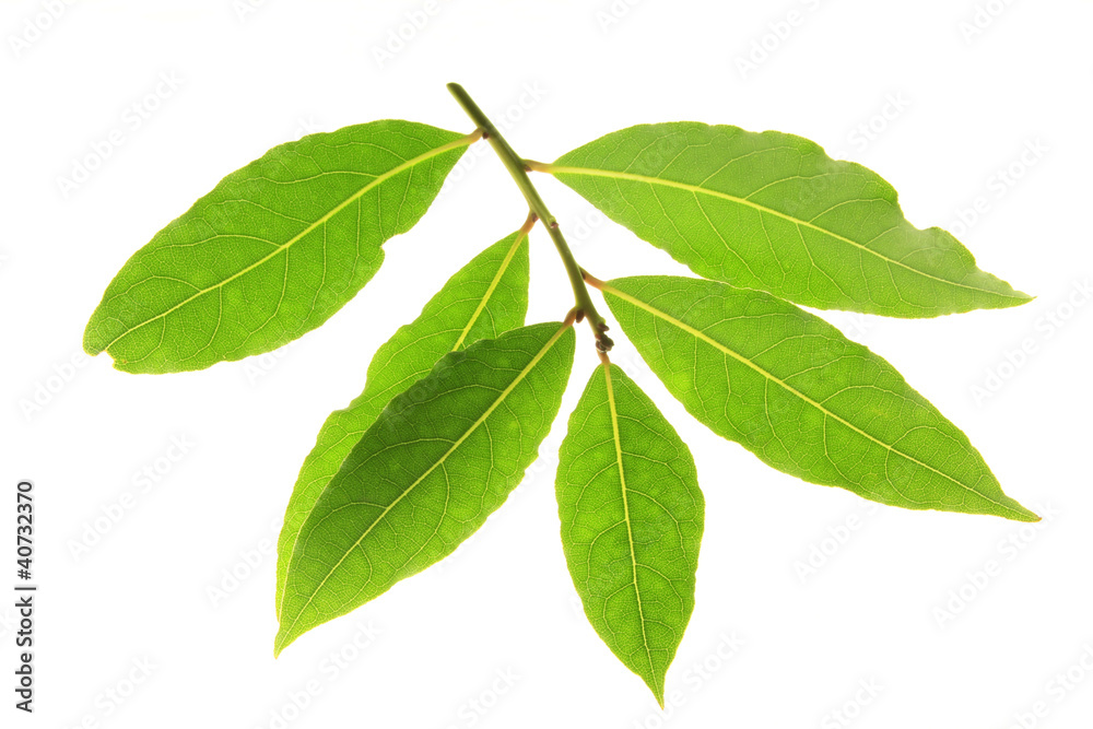 Obraz premium Lorbeer