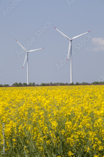 wind turbines of aeolian energy and a field of yellow flowers