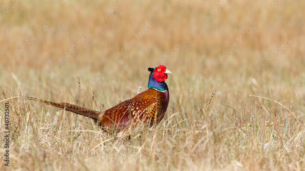Fototapeta premium A common Pheasant
